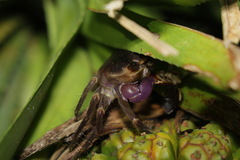 Geograpsus grayi