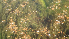 Potamogeton cheesemanii