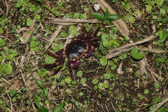 Geograpsus grayi
