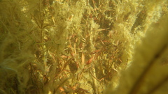 Potamogeton cheesemanii