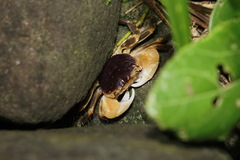 Geograpsus grayi