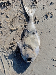 Brama