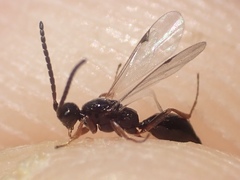 Exallonyx