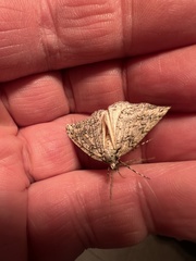 Pseudocoremia rudisata