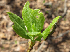 Rhododendron mucronulatum