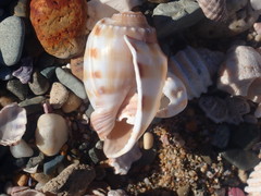 Phalium bandatum