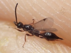 Exallonyx