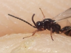 Exallonyx