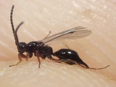 Exallonyx