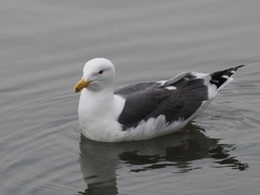 Larus schistisagus