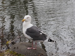 Larus schistisagus