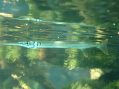 Redfin Needlefish photo 2