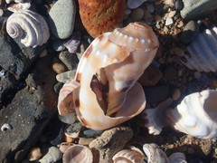 Phalium bandatum