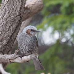 Hypsipetes amaurotis