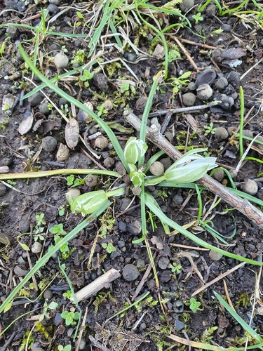Ornithogalum exscapum, photograph 4