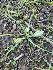 Ornithogalum exscapum, photograph (c) Tania Walisch, some rights reserved (CC BY)