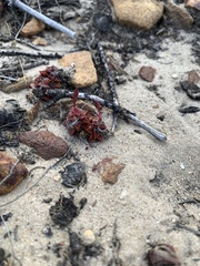 Anacampseros retusa