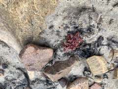 Anacampseros retusa