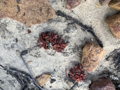 Anacampseros retusa