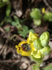 Ophrys sicula