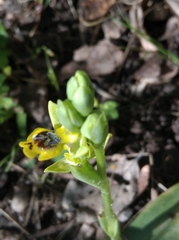 Ophrys sicula