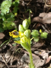 Ophrys sicula