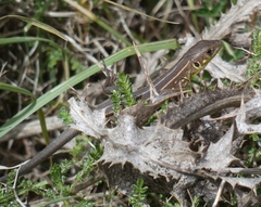 Lacerta trilineata polylepidota