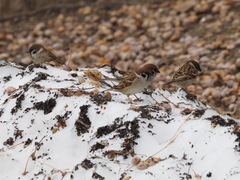 Passer montanus