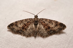 Eupithecia cocciferata