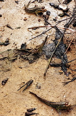 Periophthalmus barbarus