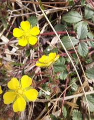 Potentilla fragarioides