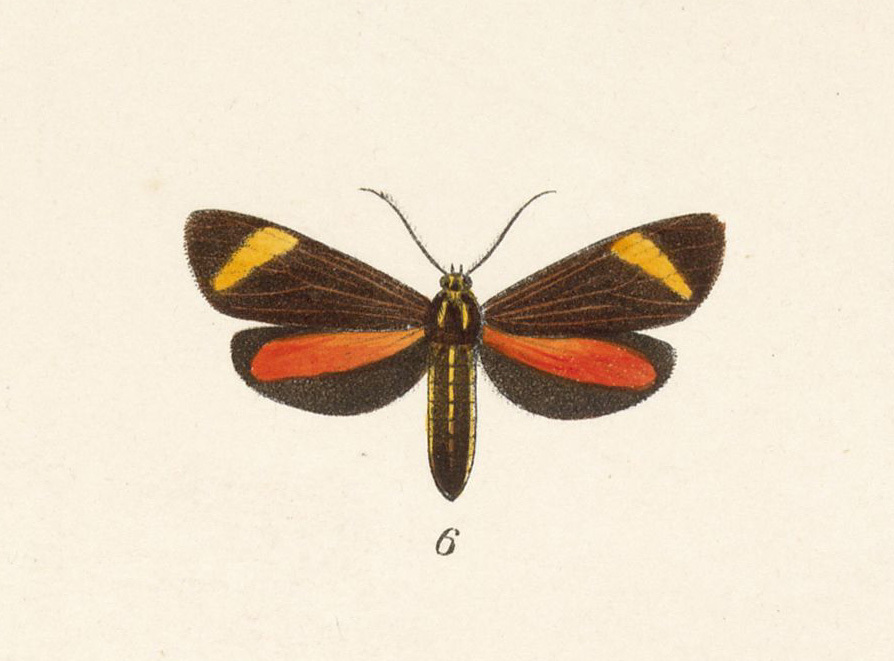 Ephialtias