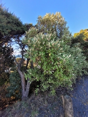 Olearia albida