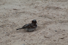 Passer domesticus