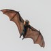 Grey-headed Flying-Fox - Photo (c) Paul G. Schrijvershof, some rights reserved (CC BY-NC-ND), uploaded by Paul G. Schrijvershof