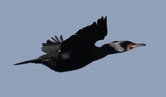 Phalacrocorax carbo