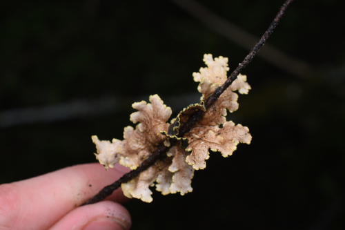 Pseudocyphellaria citrina