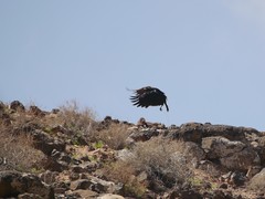 Corvus corax tingitanus