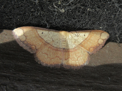 Pylargosceles steganioides