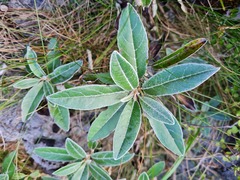 Brachyglottis laxifolia