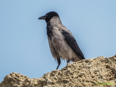 Corvus cornix