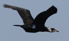 Phalacrocorax carbo