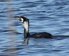 Phalacrocorax carbo