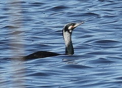 Phalacrocorax carbo