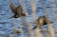 Phalacrocorax carbo