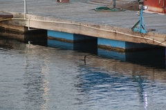 Podiceps nigricollis