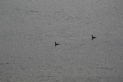 Podiceps nigricollis