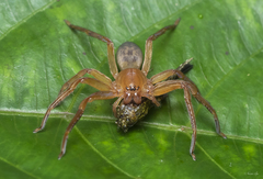 Thelcticopis kirankhalapi