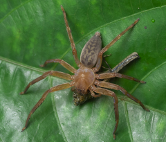 Thelcticopis kirankhalapi