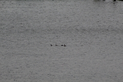 Podiceps nigricollis